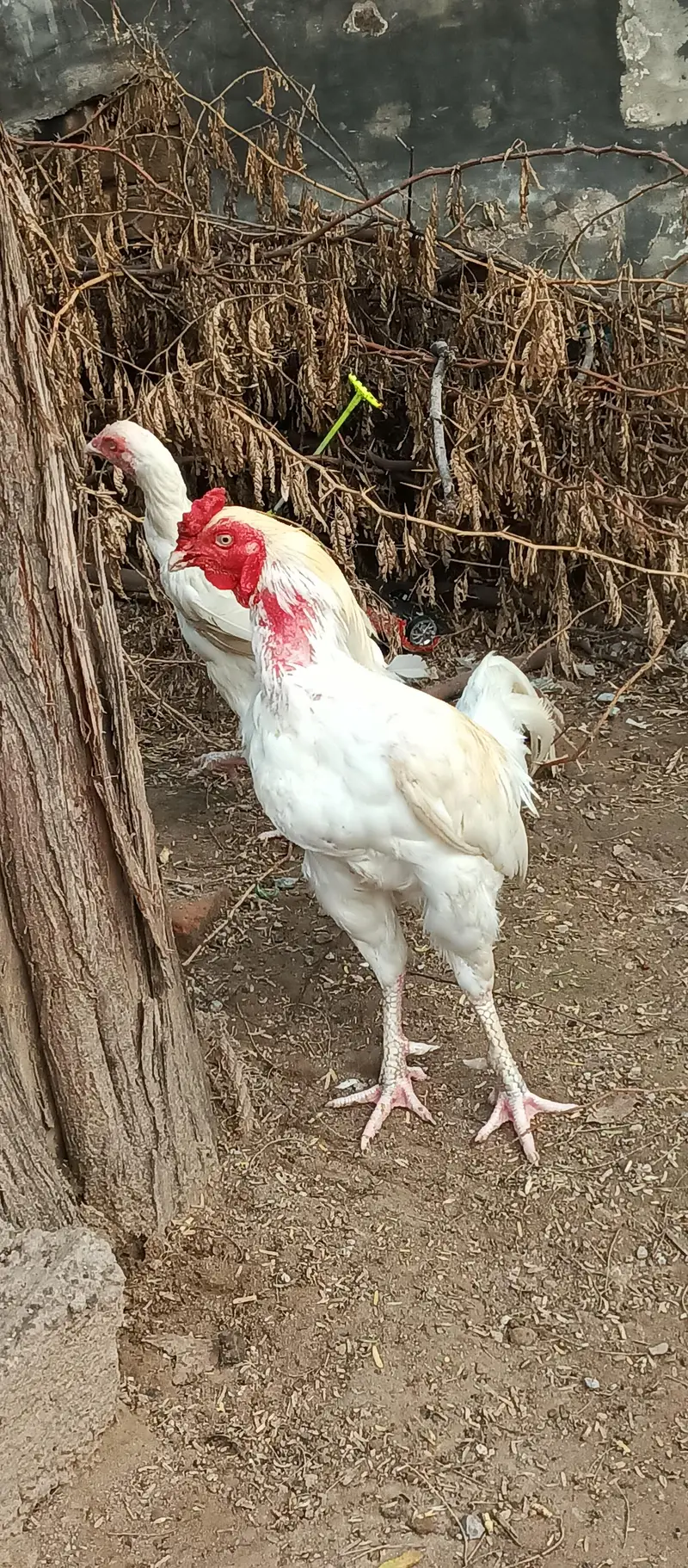 heera aseel — photo 6