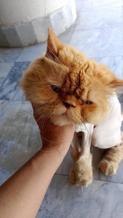 peki punch face