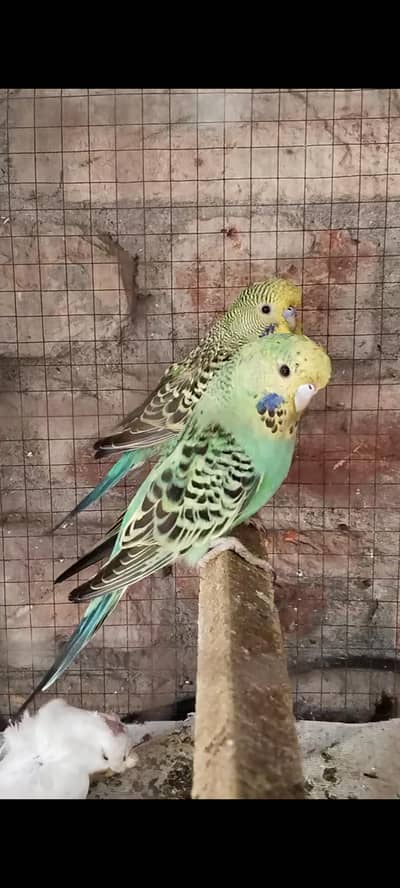 Exi pair Australian