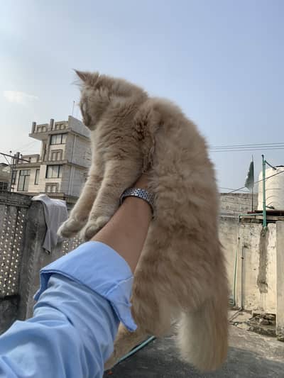 Persian cat