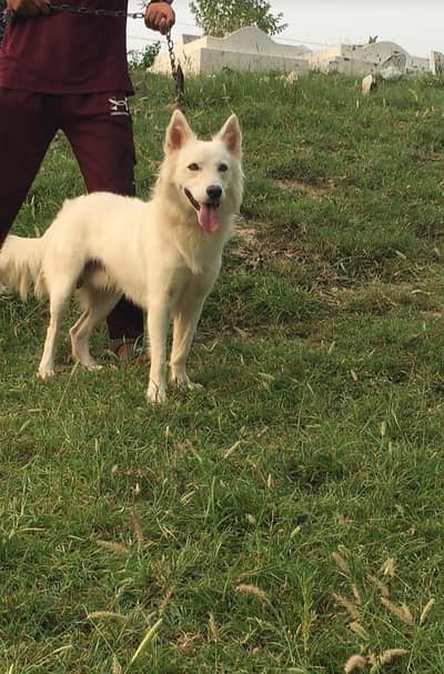 White German shepherd available for sale