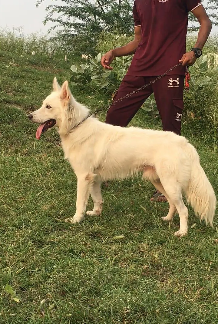 White German shepherd available for sale — photo 2
