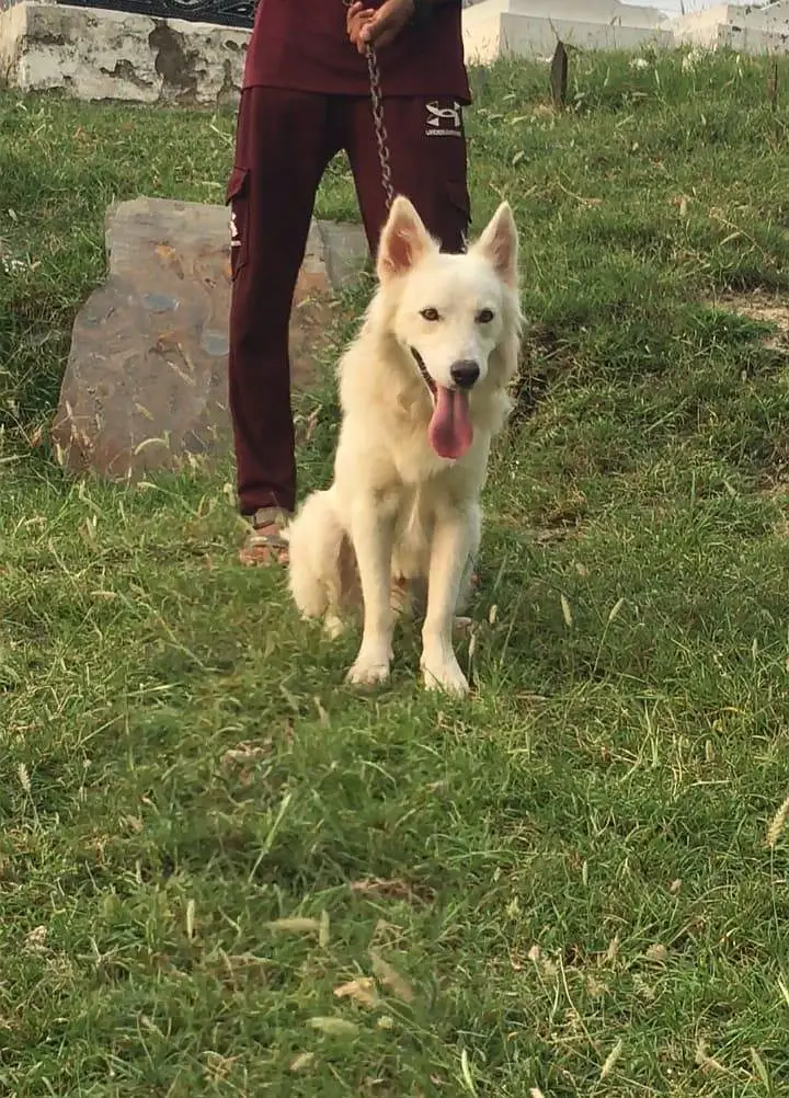 White German shepherd available for sale — photo 3