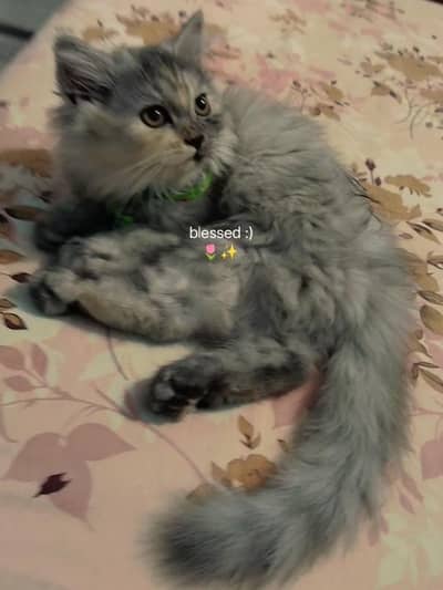 persian cat