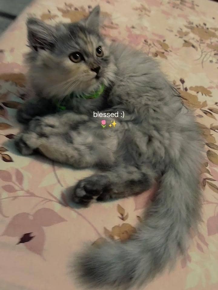 persian cat 0