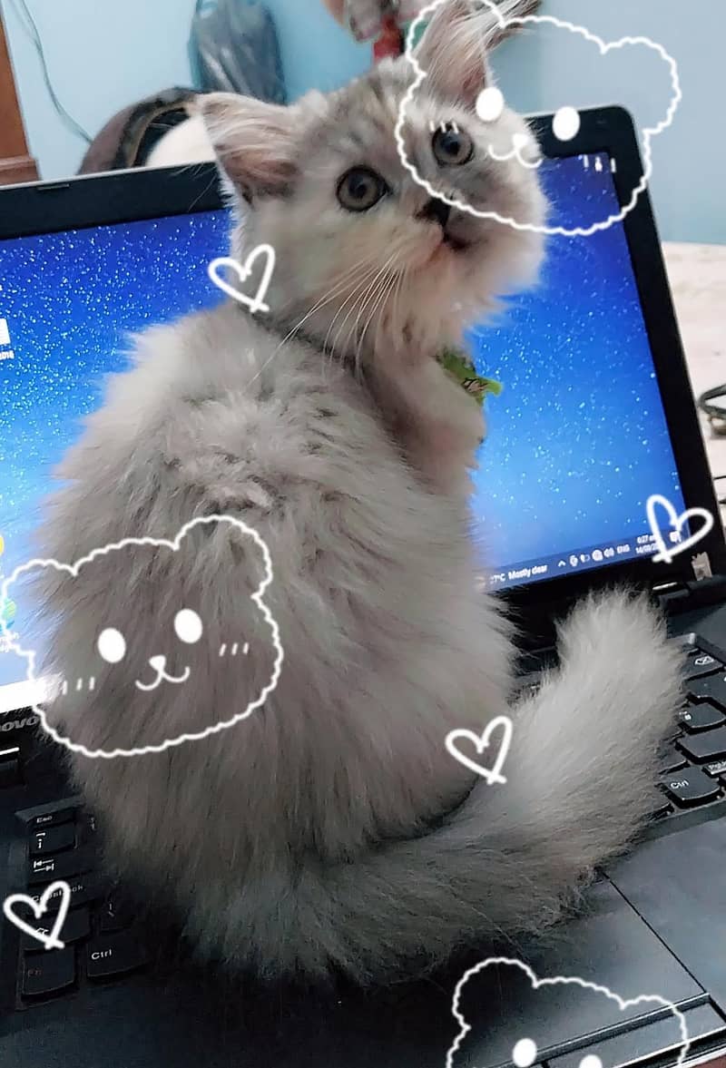 persian cat 1