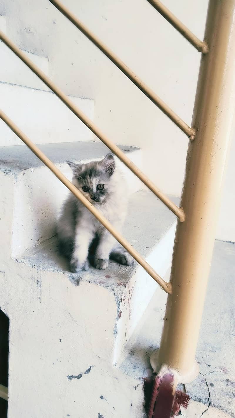 persian cat 3
