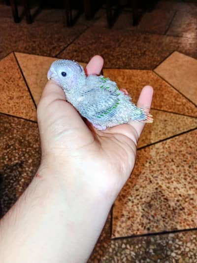 green chick yello sided chick Avalible for sale