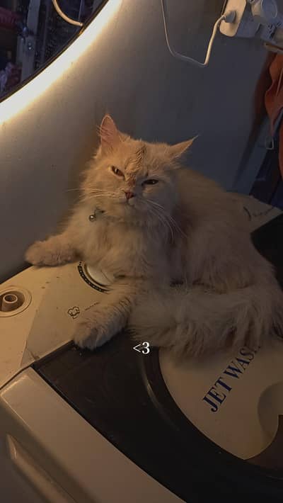 Beautiful Cream Persian Female Cat