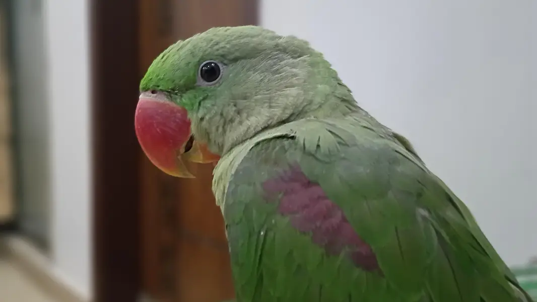 raw parrot (Pahari) male
