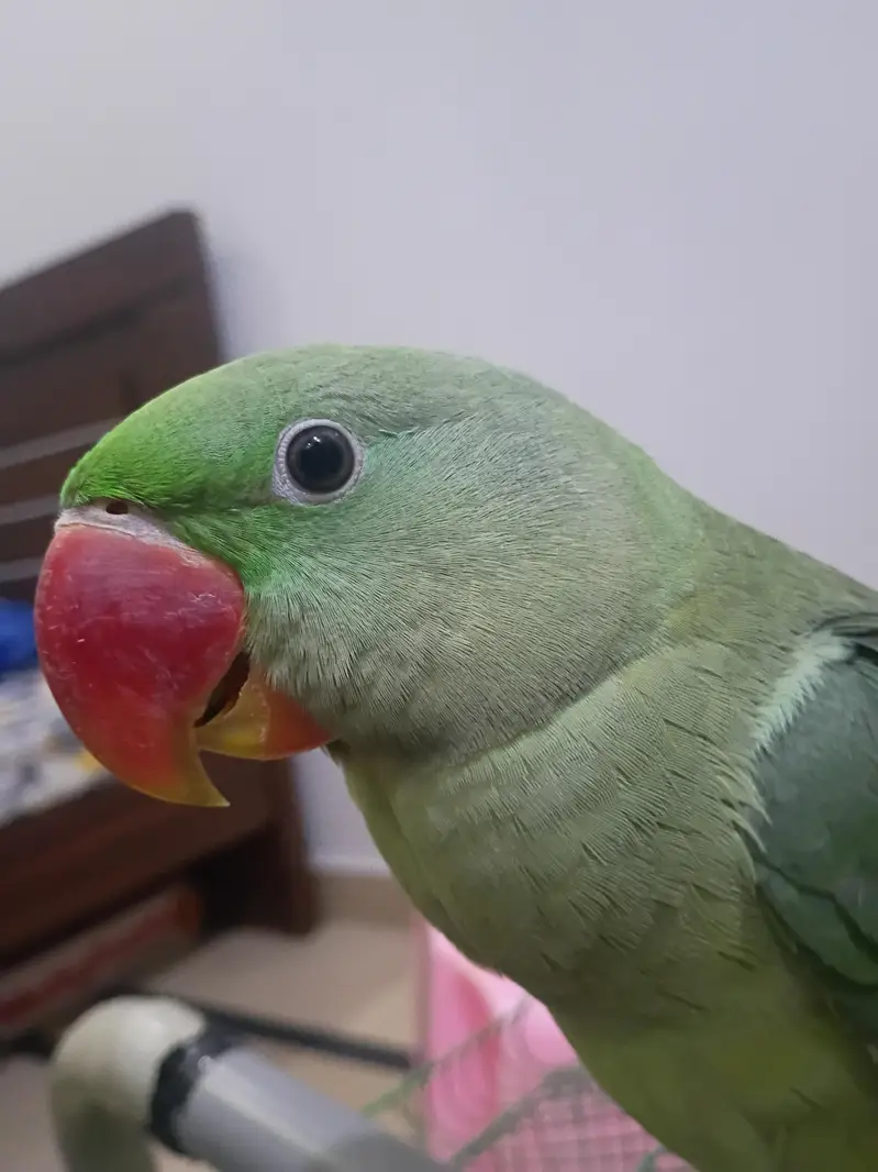 raw parrot (Pahari) male — photo 2
