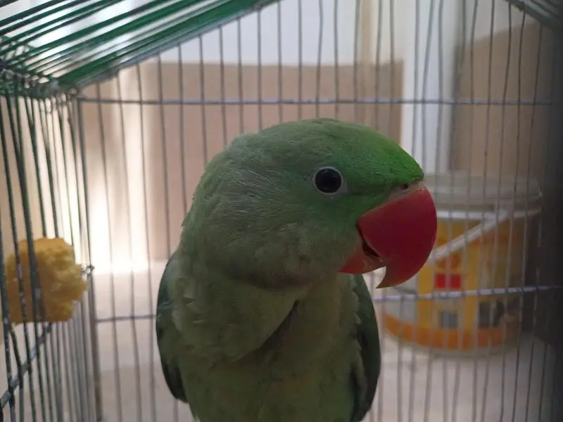 raw parrot (Pahari) male — photo 3