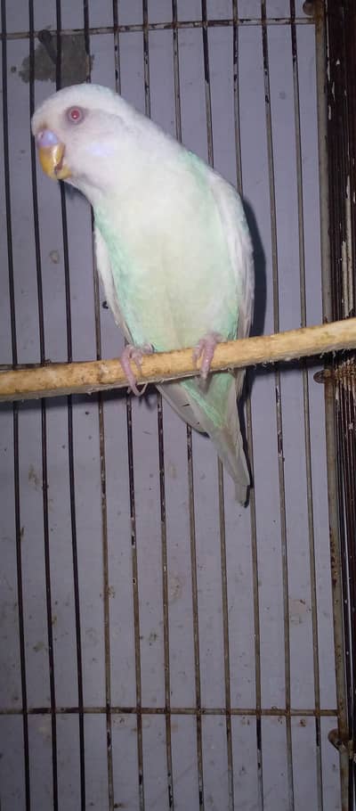 healthy and active red eye adult pair for sell. . .