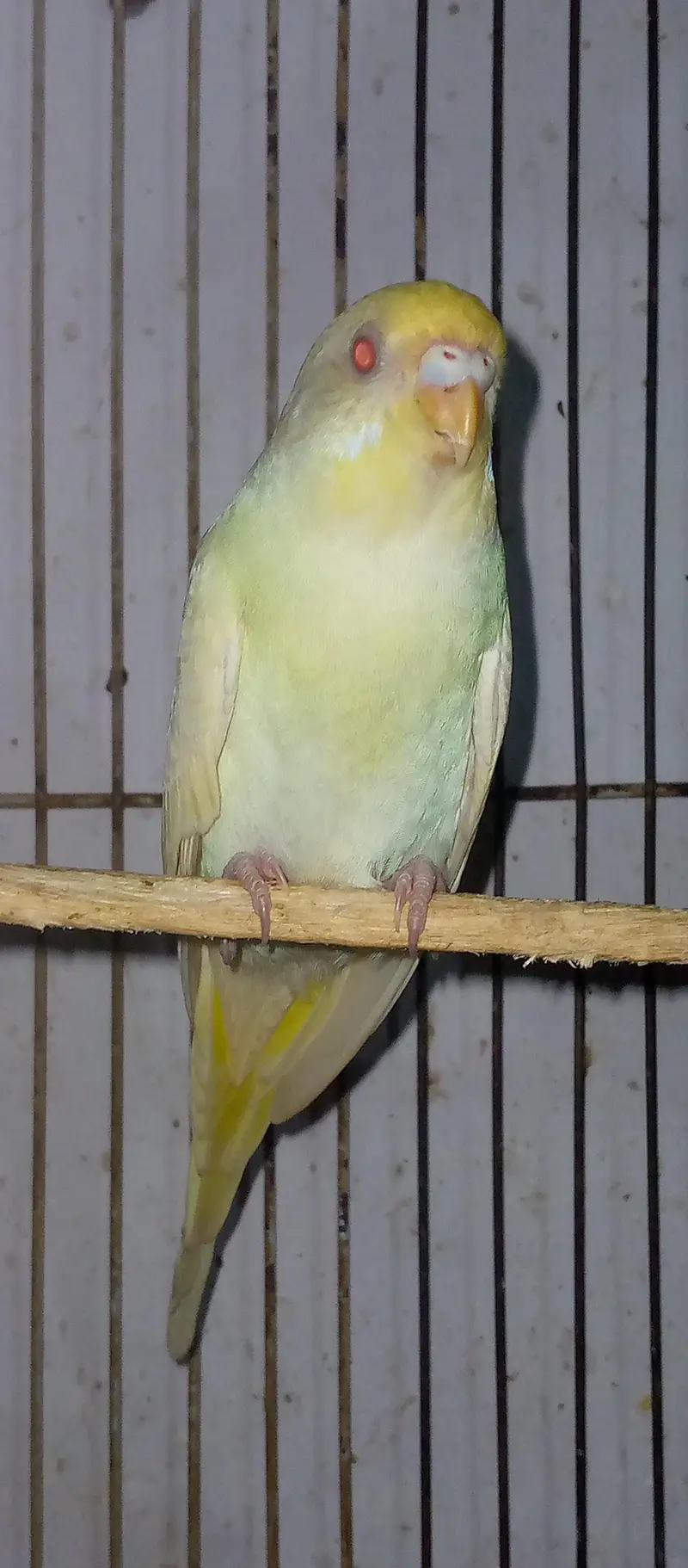 healthy and active red eye adult pair for sell. . . — photo 2