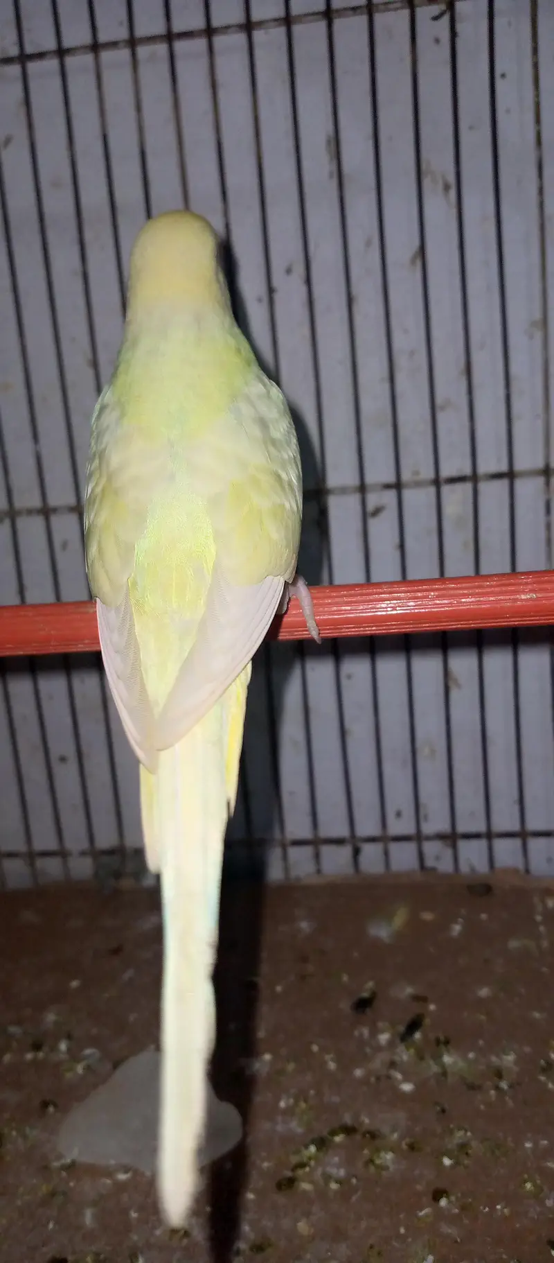 healthy and active red eye adult pair for sell. . . — photo 3