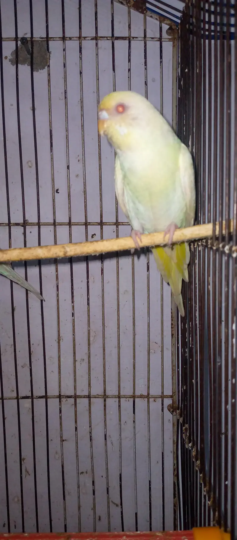 healthy and active red eye adult pair for sell. . . — photo 4