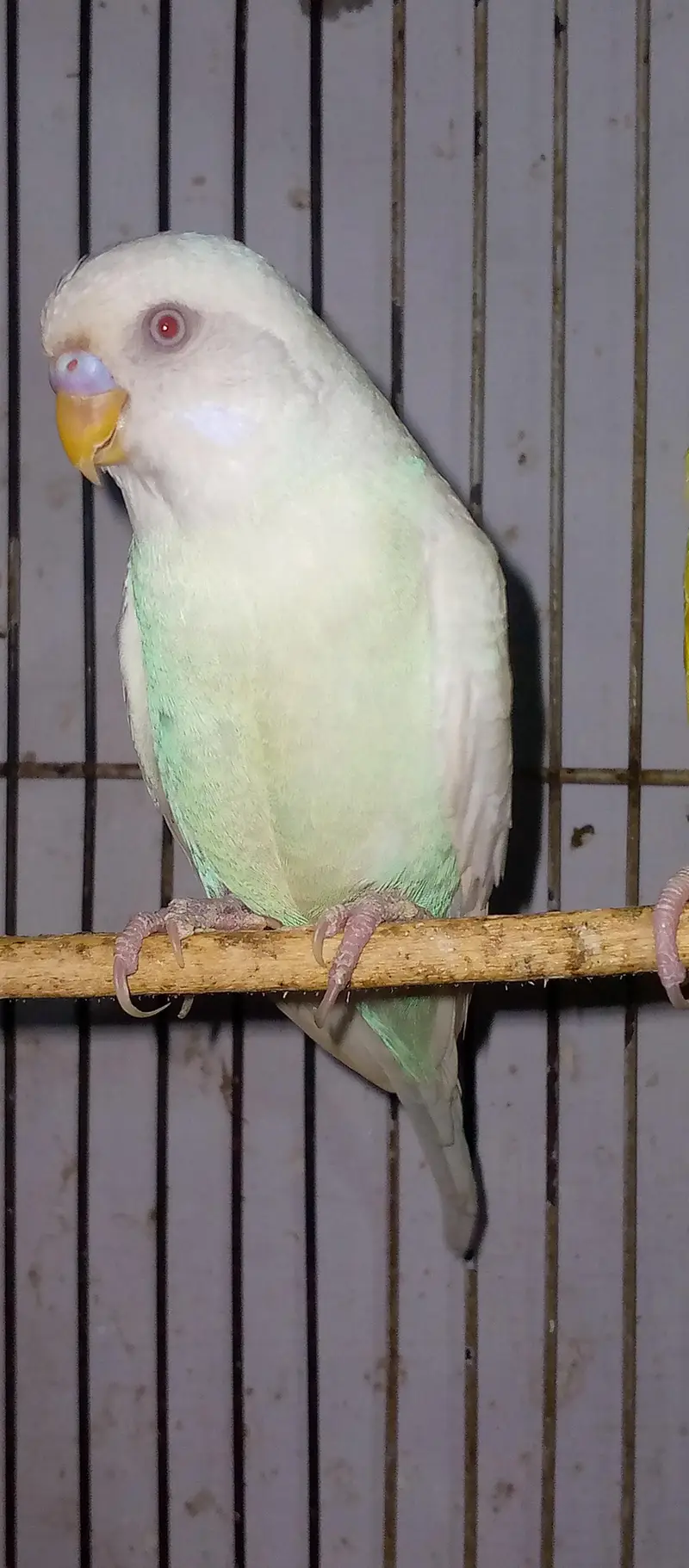 healthy and active red eye adult pair for sell. . . — photo 5