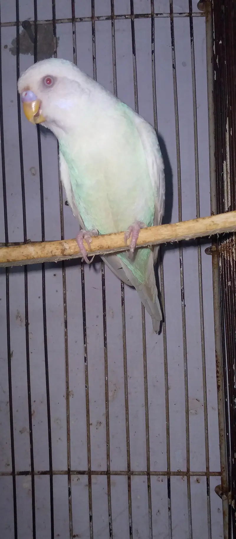 healthy and active red eye adult pair for sell. . . — photo 6