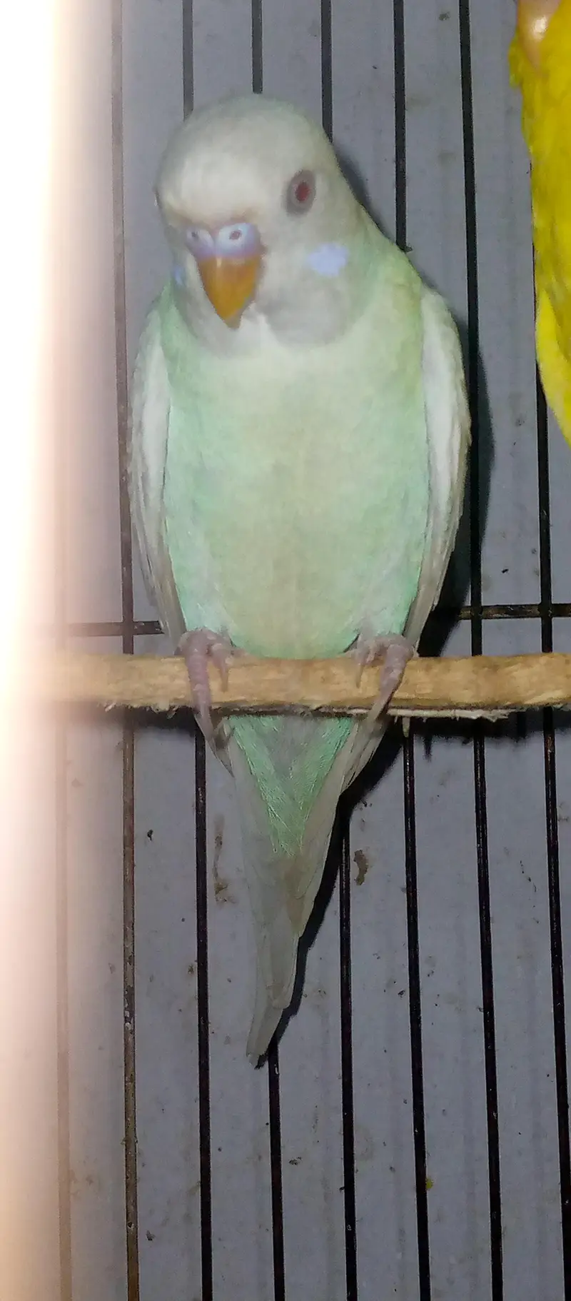 healthy and active red eye adult pair for sell. . . — photo 7