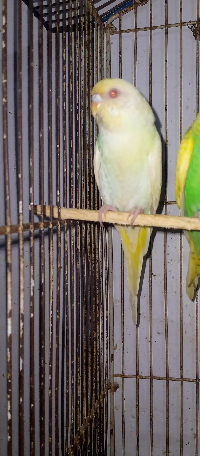 healthy and active red eye adult pair for sell. . . — photo 8
