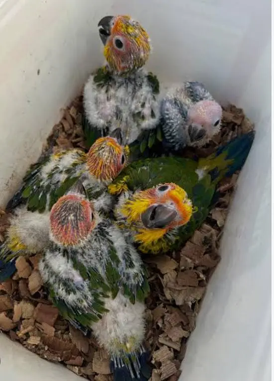 greenringneck babys available h. — photo 7