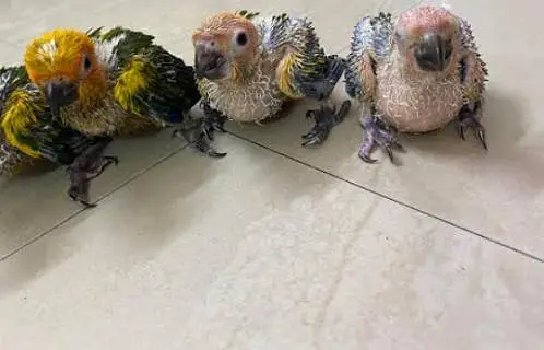 greenringneck babys available h. — photo 8