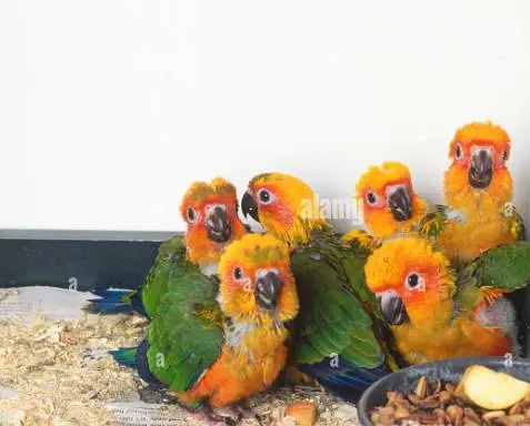 greenringneck babys available h. — photo 9