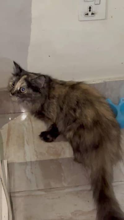 persian kittens paid adoption