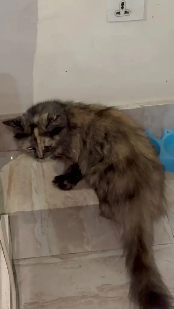 persian kittens paid adoption — photo 2