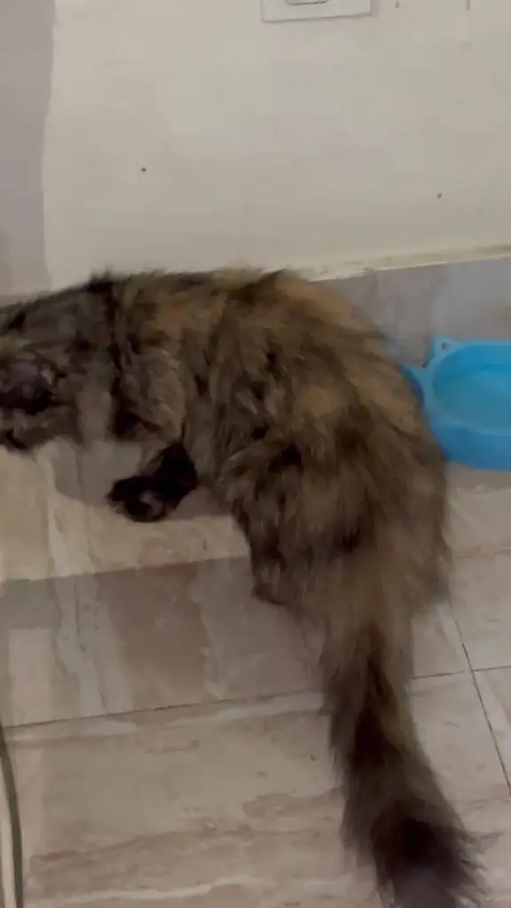 persian kittens paid adoption — photo 3