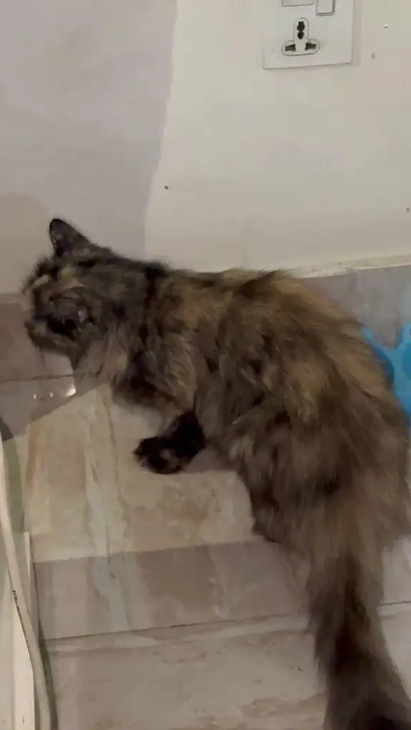 persian kittens paid adoption — photo 4