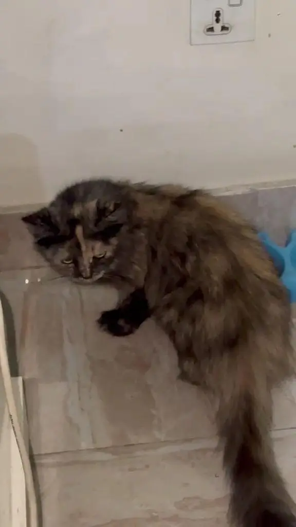 persian kittens paid adoption — photo 5