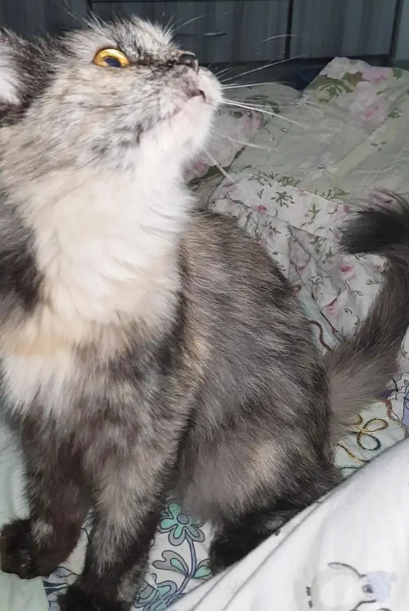 persian kittens paid adoption — photo 6