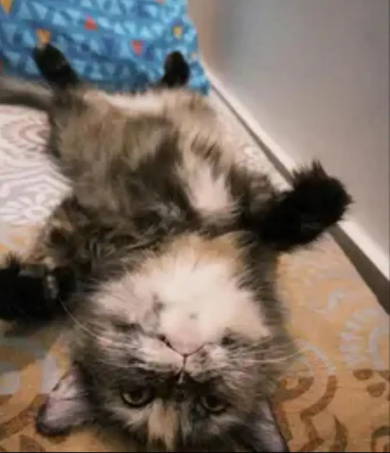 persian kittens paid adoption — photo 7