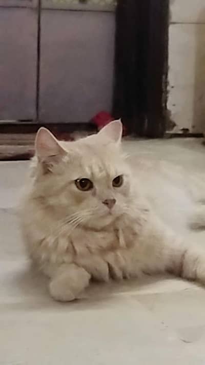 Snow cat male