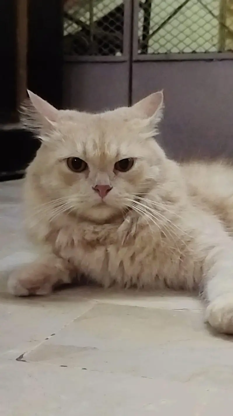 Snow cat male — photo 5