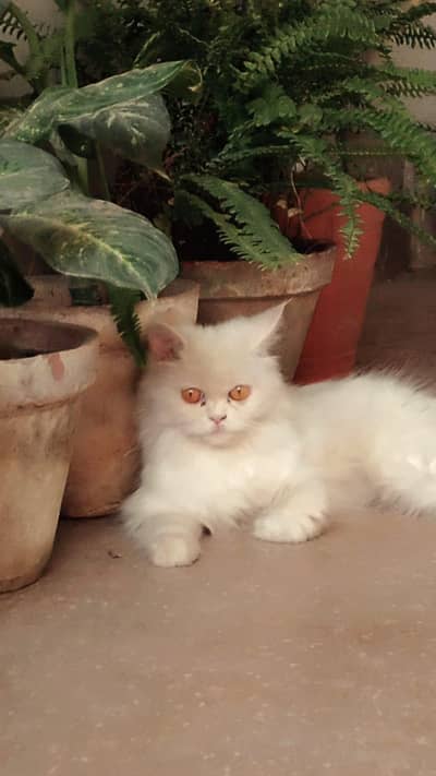 Persian cat for sale