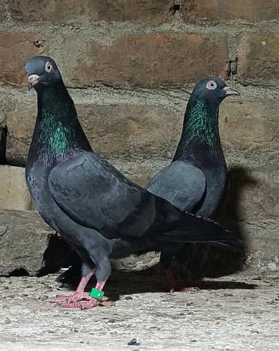 top quality kala taddy young pair