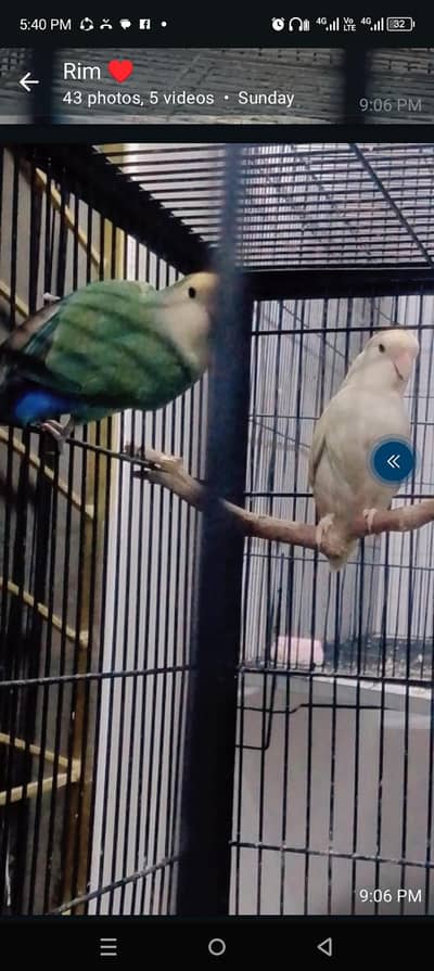 Rosicoly Love Birds breeder pair