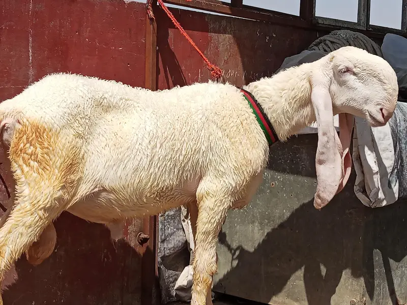 pure larkana bacha — photo 2