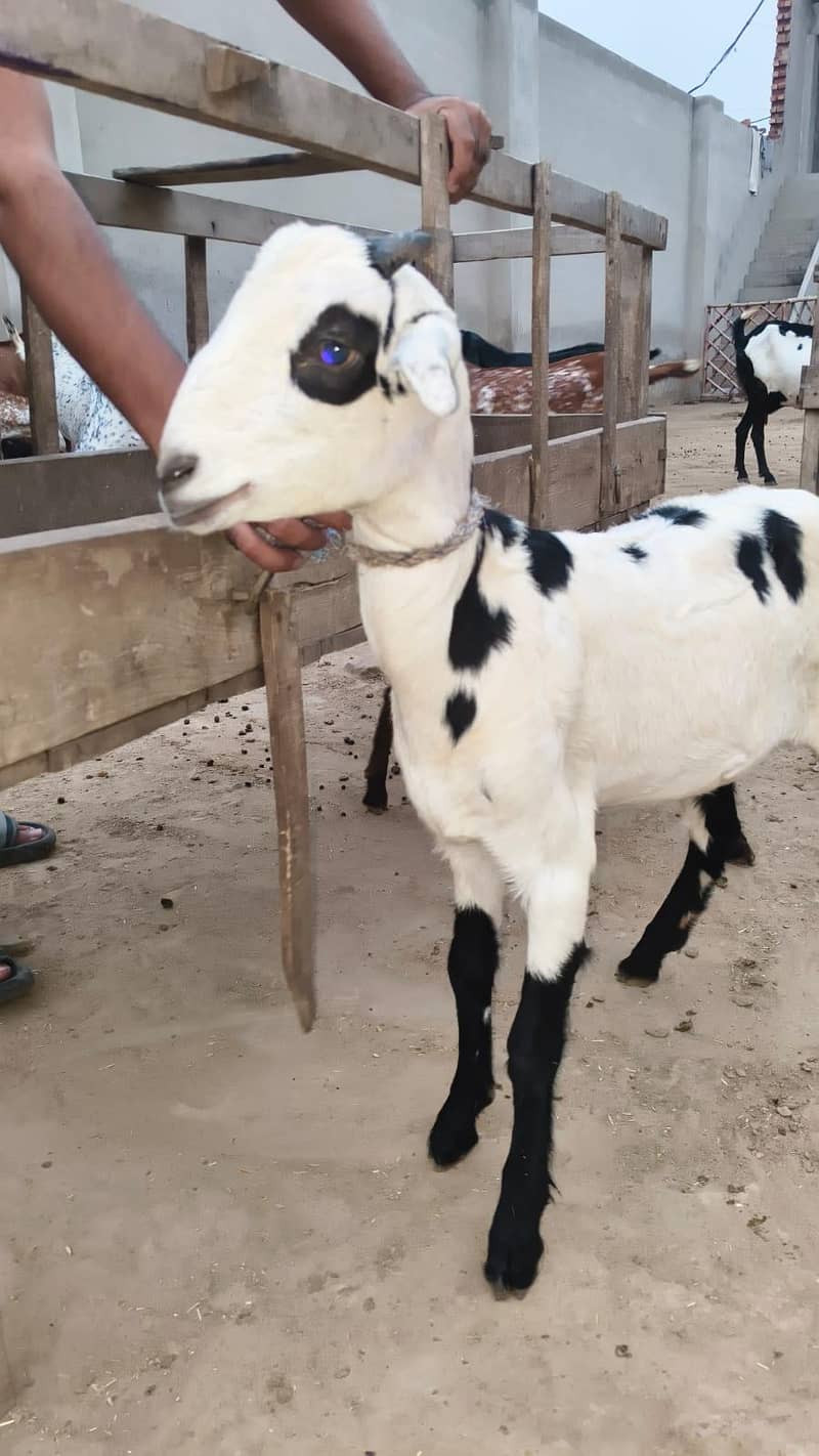 نر مادی جوڑا 0