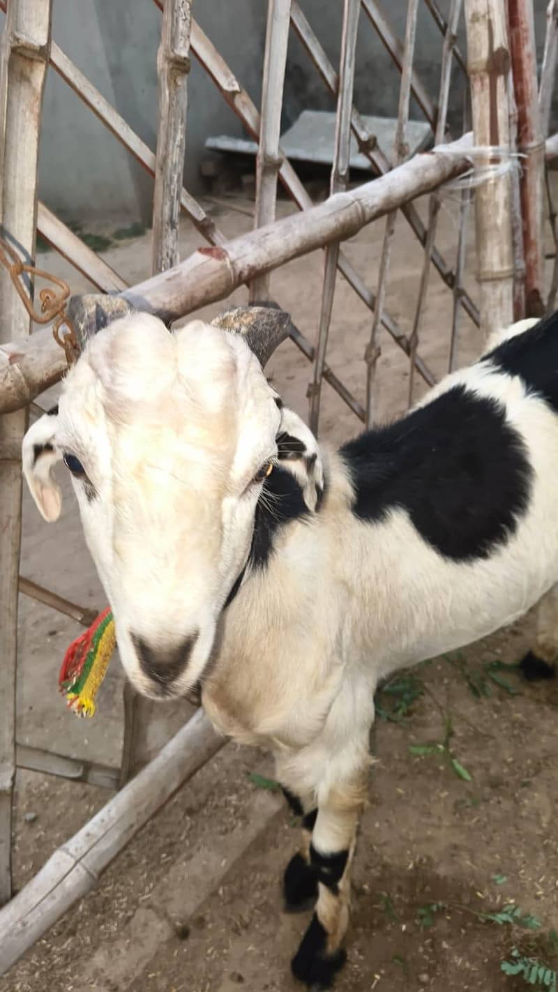 نر مادی جوڑا 1