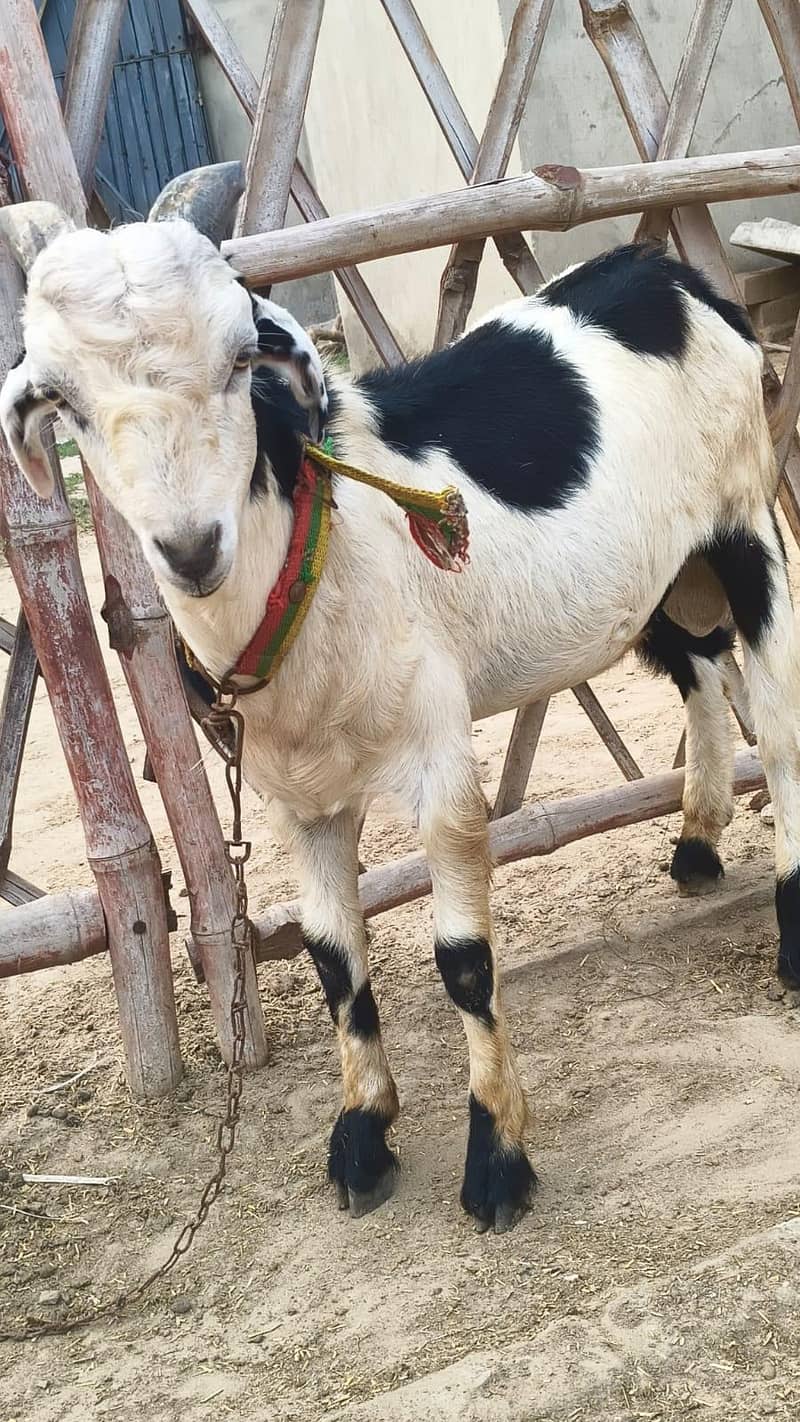 نر مادی جوڑا 3