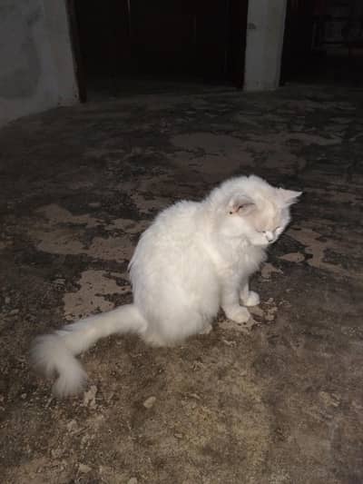 Persian Male Cat