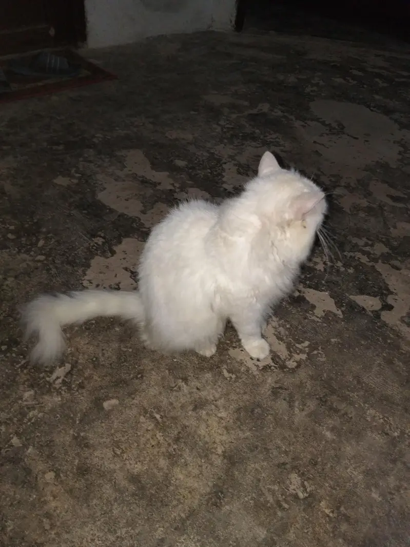 Persian Male Cat — photo 2