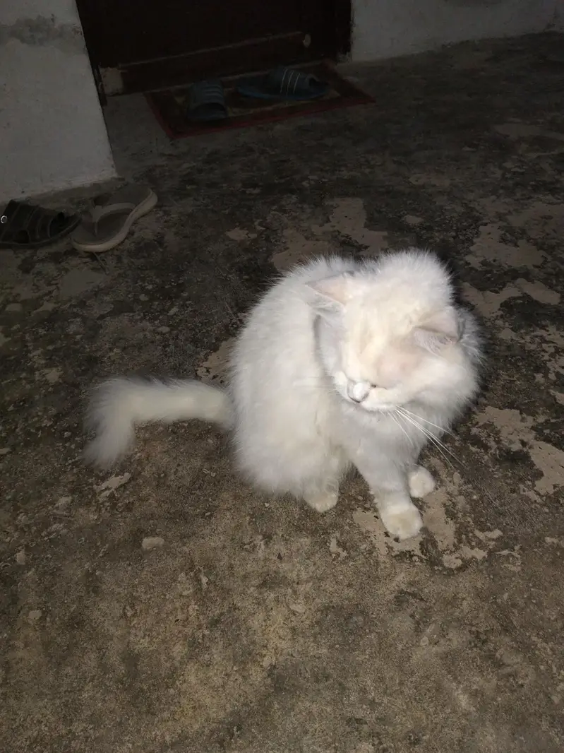 Persian Male Cat — photo 3