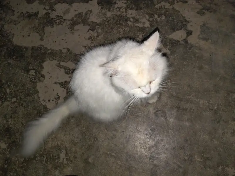 Persian Male Cat — photo 4