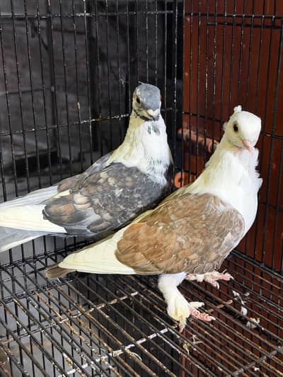 sentinent beautiful breeder pair