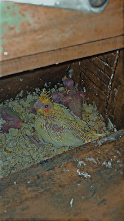 Cocktail Chicks