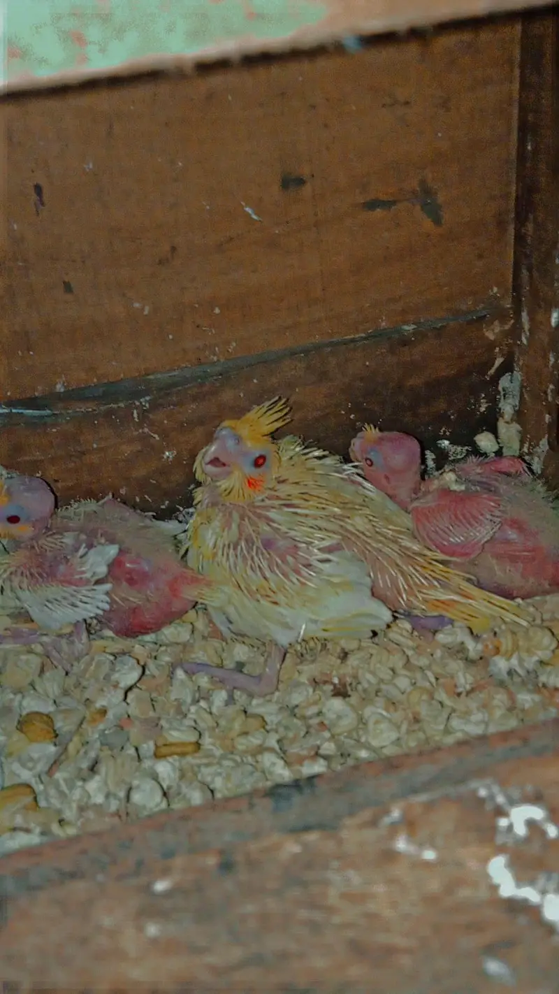 Cocktail Chicks — photo 2